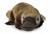 Pluszak maskotka Dziobak Friendly Prezent 30cm