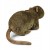 Maskotka Pluszak Nutria Piżmak Eco Friendly 27cm