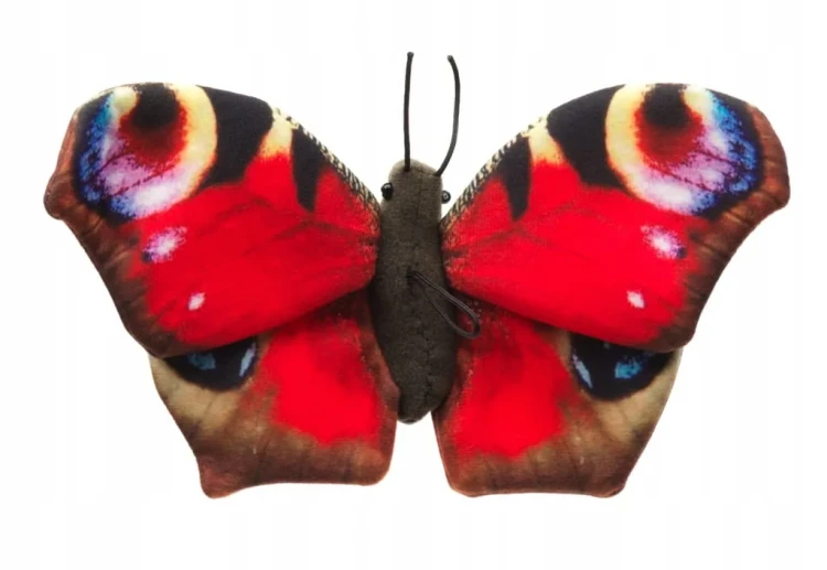 Pluszak motyl pawik – widok z góry, wzór skrzydeł
