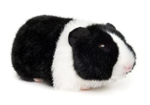 Pluszowa świnka morska czarno-biała – realistyczna maskotka dla dziecka