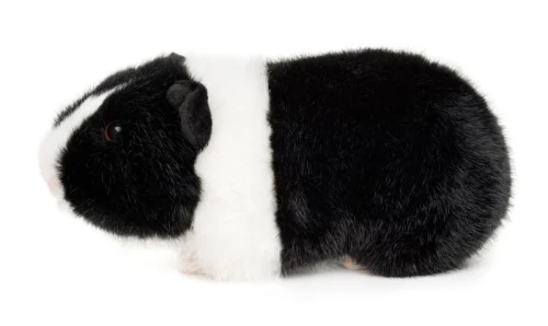 Maskotka świnka morska leżąca – miękka zabawka pluszowa w naturalnych kolorach