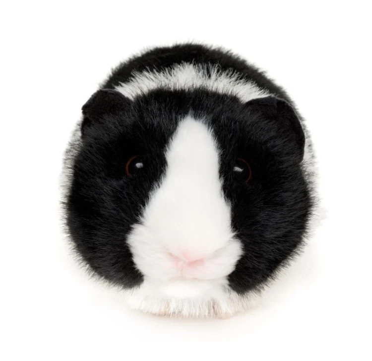 Świnka morska pluszak z bliska – realistyczna pluszowa maskotka