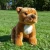 stafford bull terrier Rappa maskotka dla dzieci zdjęcie plenerowe