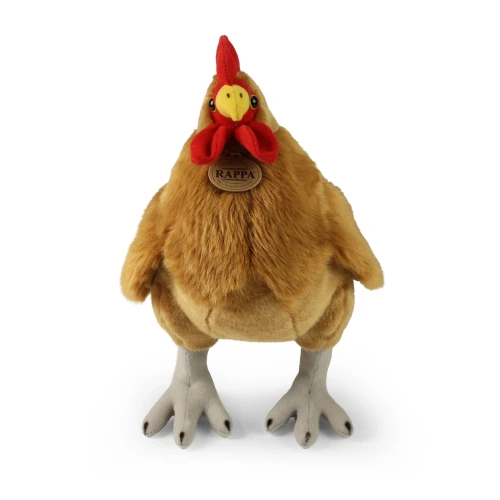 kogut Rappa widok z przodu