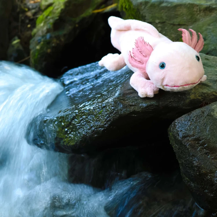 aksolotl Rappa 33 cm