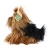 yorkshire terrier Rappa 23 cm