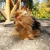 yorkshire terrier Rappa widok z przodu