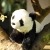 panda Rappa 23cm
