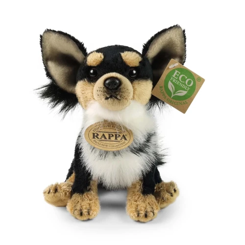 chihuahua Rappa widok z przodu