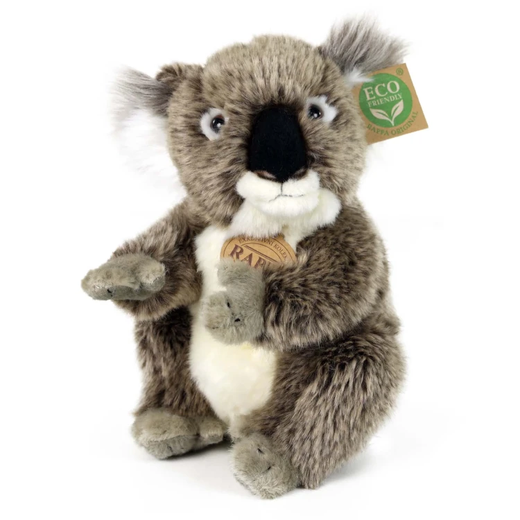 koala Rappa widok z przodu