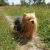 maskotka yorkshire terrier Rappa certyfikat CE
