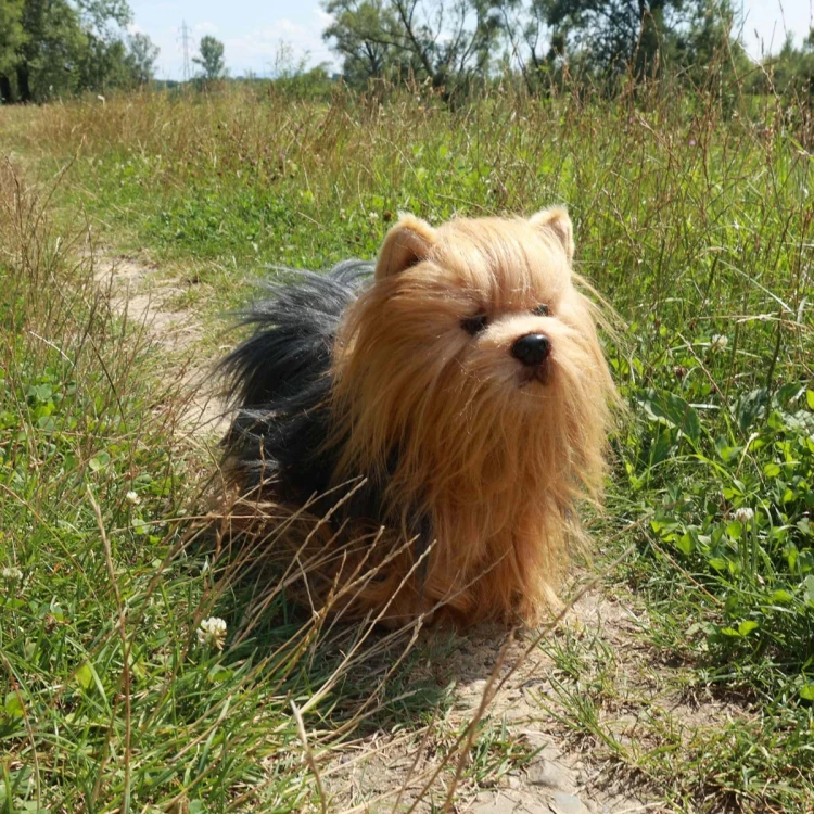 maskotka yorkshire terrier Rappa certyfikat CE