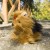 Pluszak maskotka Piesek Yorkshire Terrier Eco Friendly Prezent