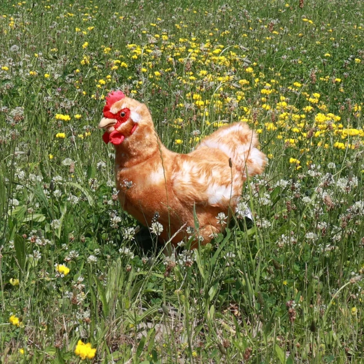 maskotka kura Rappa certyfikat CE