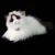 kot Ragdoll Rappa 40 cm maskotka eco friendly