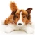 collie pluszak Uni-Toys 41 cm leżący