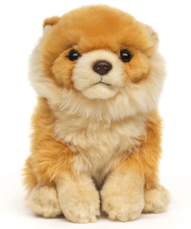 maskotka psa Pomeranian siedząca