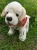 pies labrador Beppe z wystającym języczkiem