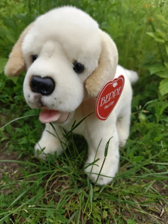pies labrador Beppe z wystającym języczkiem