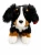 berneński pies pasterski Beppe 22 cm siedzący