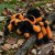 Miękki pluszowy pająk tarantula z ośmioma nogami