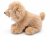Pies Golden Retriever Beppe 23 cm