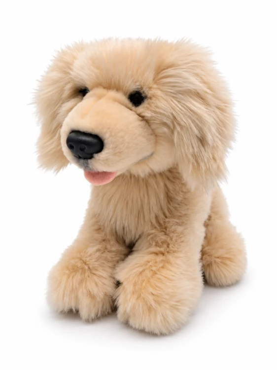 Golden Retriever Beppe